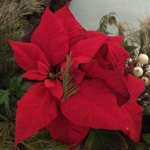 Meet your Posher, Ronna